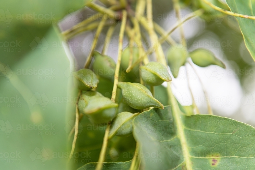Image of Kakadu Plums in tree Austockphoto