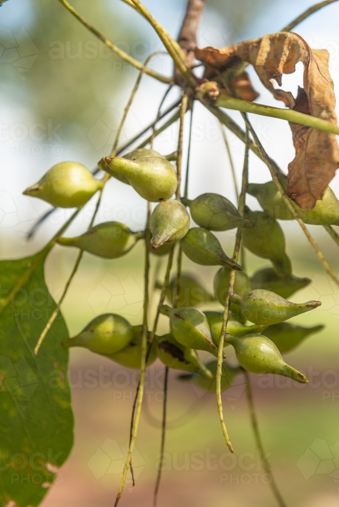 Kakadu Plums in tree - Australian Stock Image