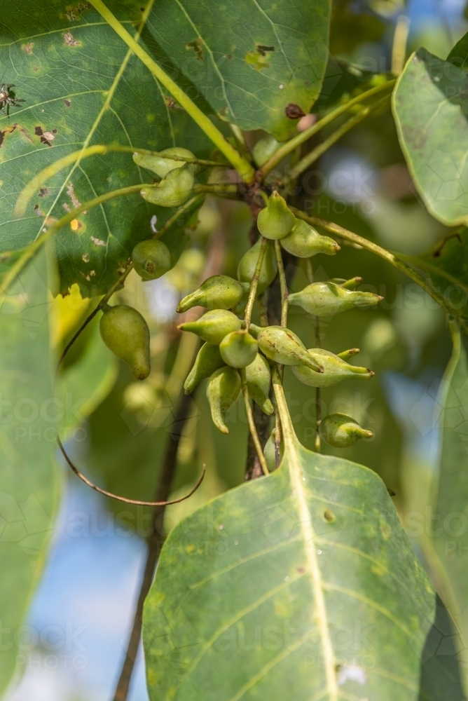 Kakadu Plums in tree - Australian Stock Image