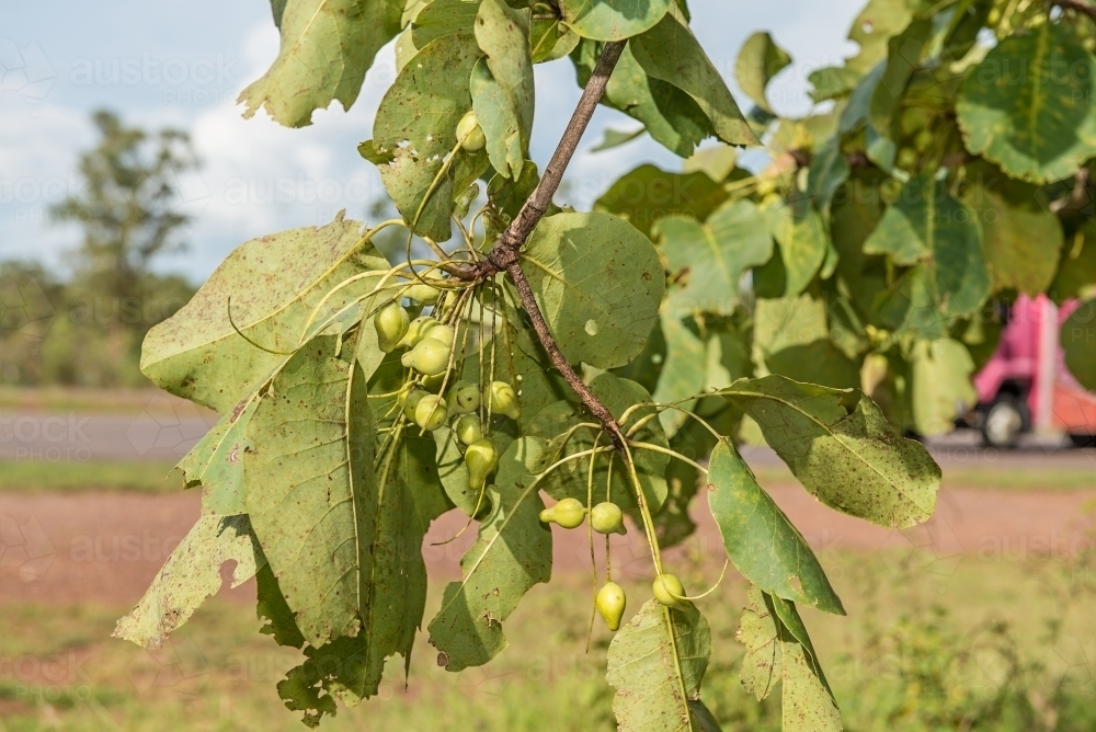 Image of Kakadu Plums nearly ripe Austockphoto