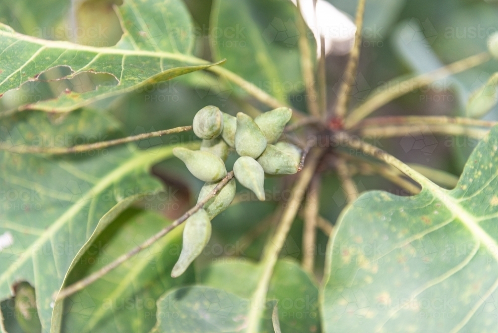 Kakadu Plums on tree - Australian Stock Image