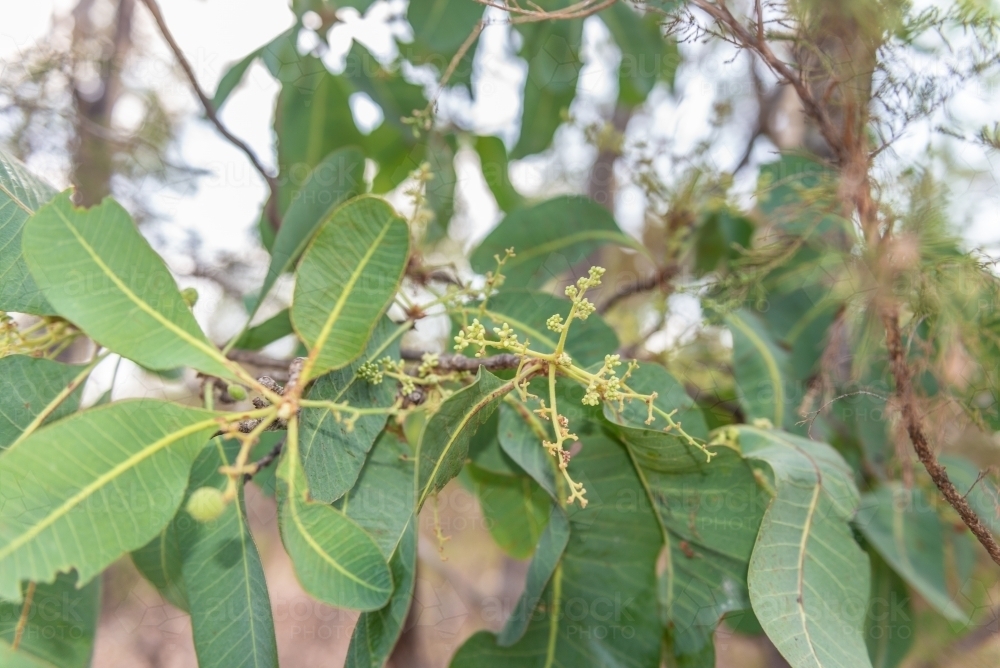 Image of Kakadu Plums starting to grow Austockphoto