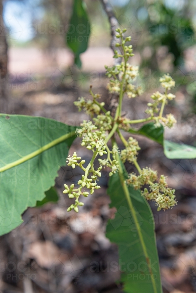 Kakadu Plums starting to grow - Australian Stock Image
