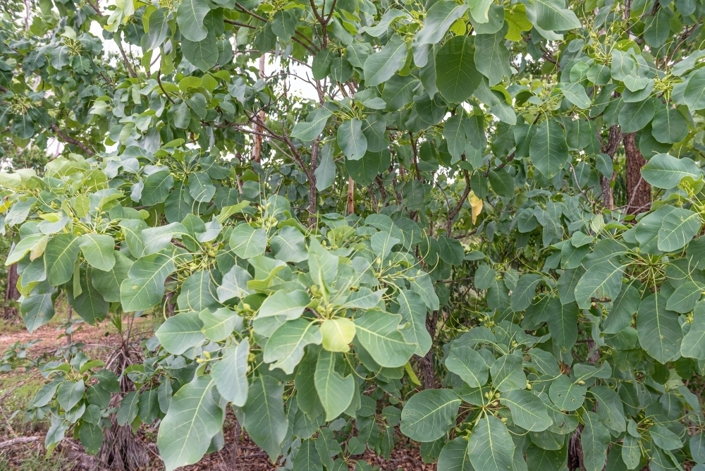 Kakadu Plums Tree - Australian Stock Image