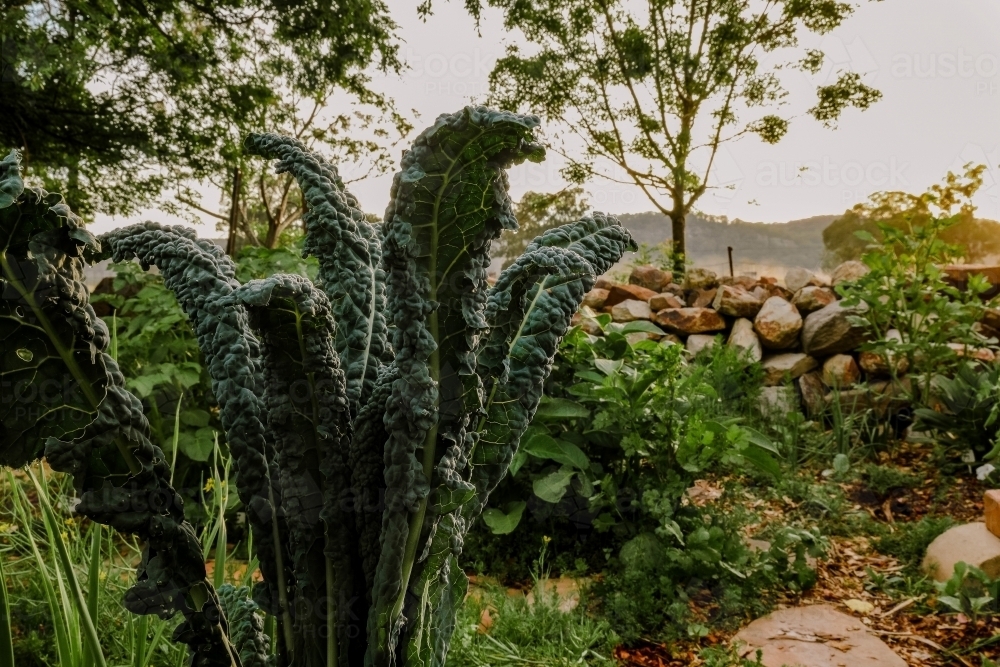 Kale plant growing in country vegetable garden at dawn - Australian Stock Image
