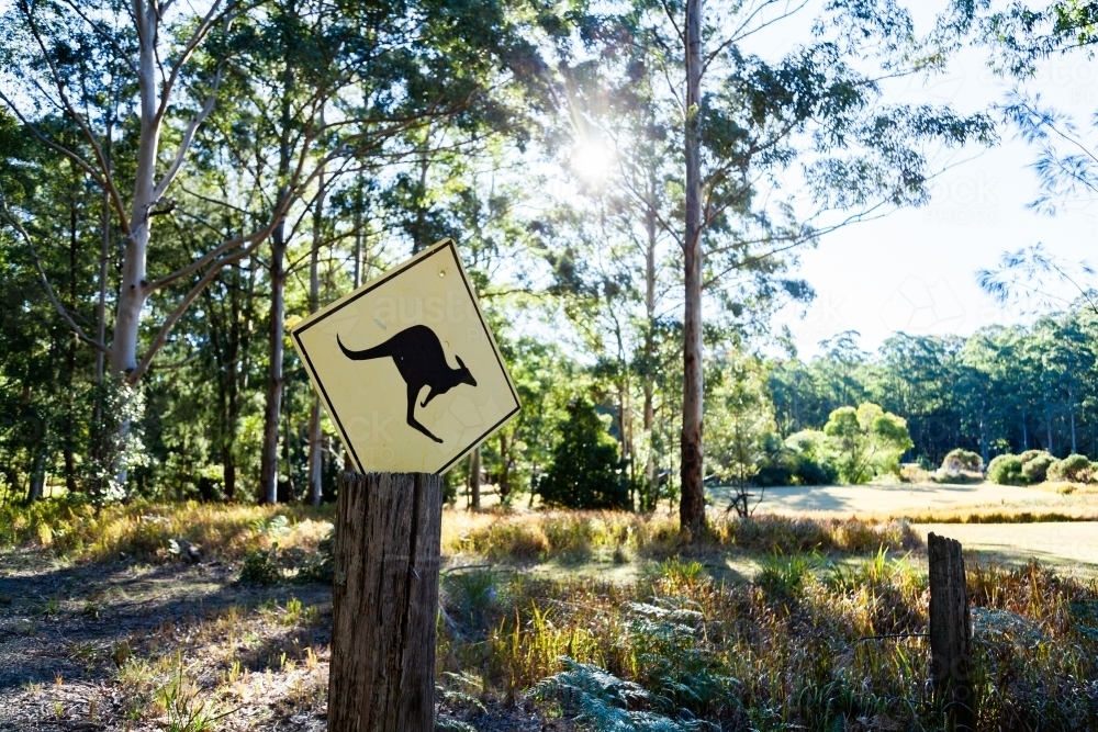 Kangaroo ahead warning sign on post in bushland - Australian Stock Image