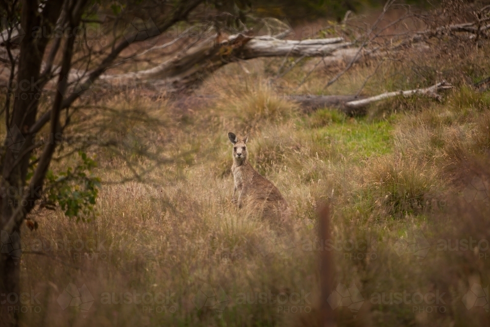 Kangaroo among grass in paddock - Australian Stock Image