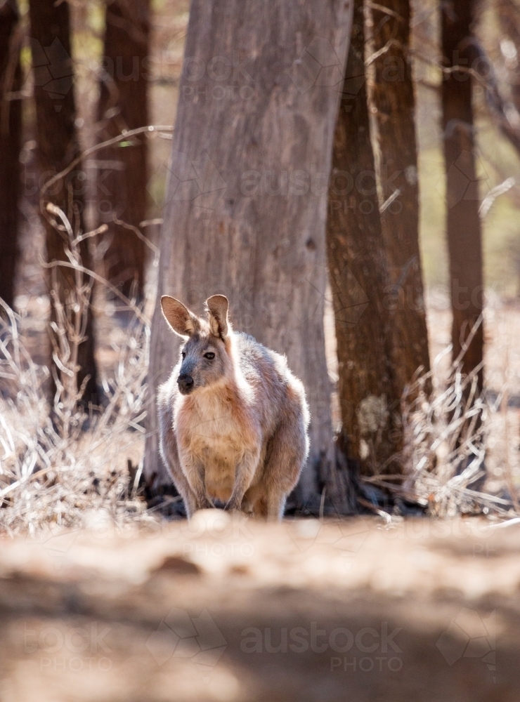 kangaroo among tree trunks - Australian Stock Image