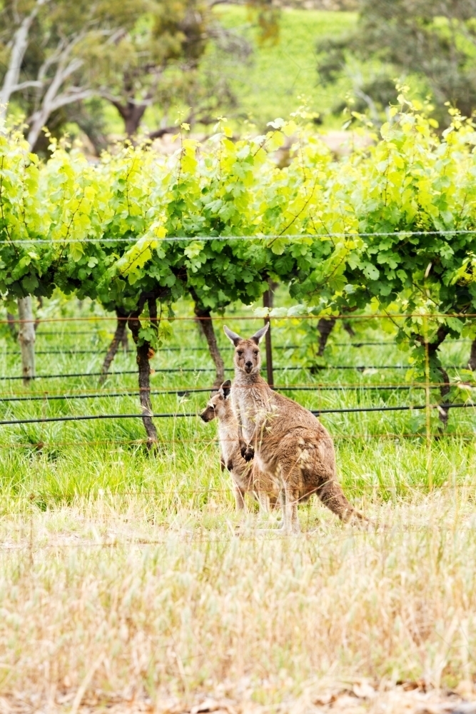 Kangaroo and joey in grapevines - Australian Stock Image