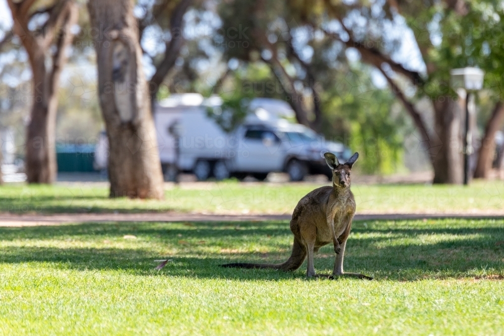 Kangaroo at caravan park - Australian Stock Image