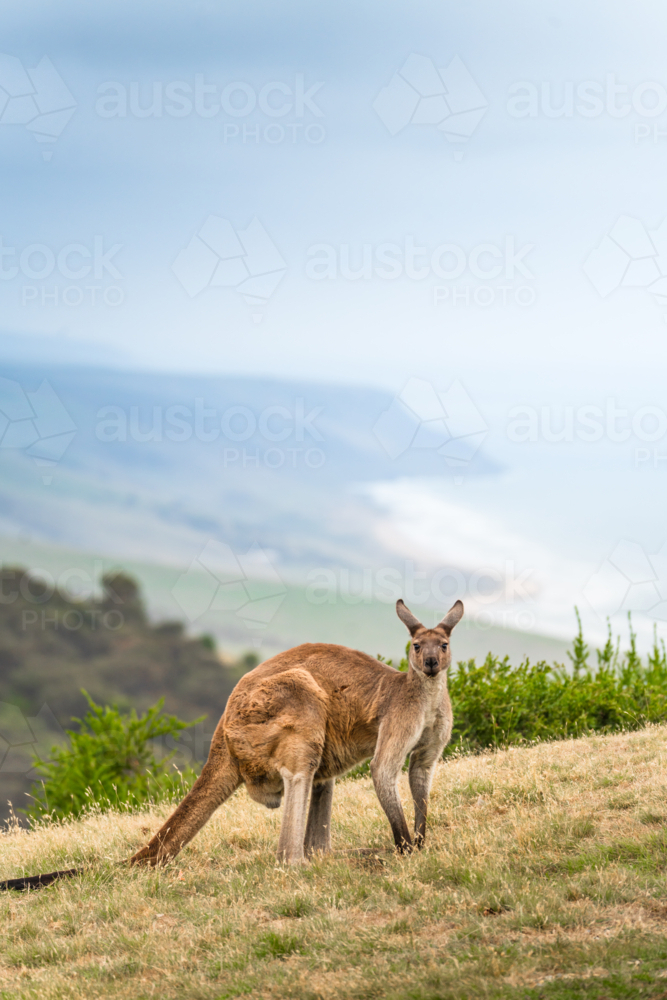 Kangaroo at Deep Creek, South Australia - Australian Stock Image