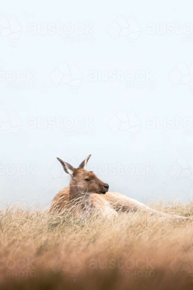Kangaroo at Deep Creek, South Australia - Australian Stock Image