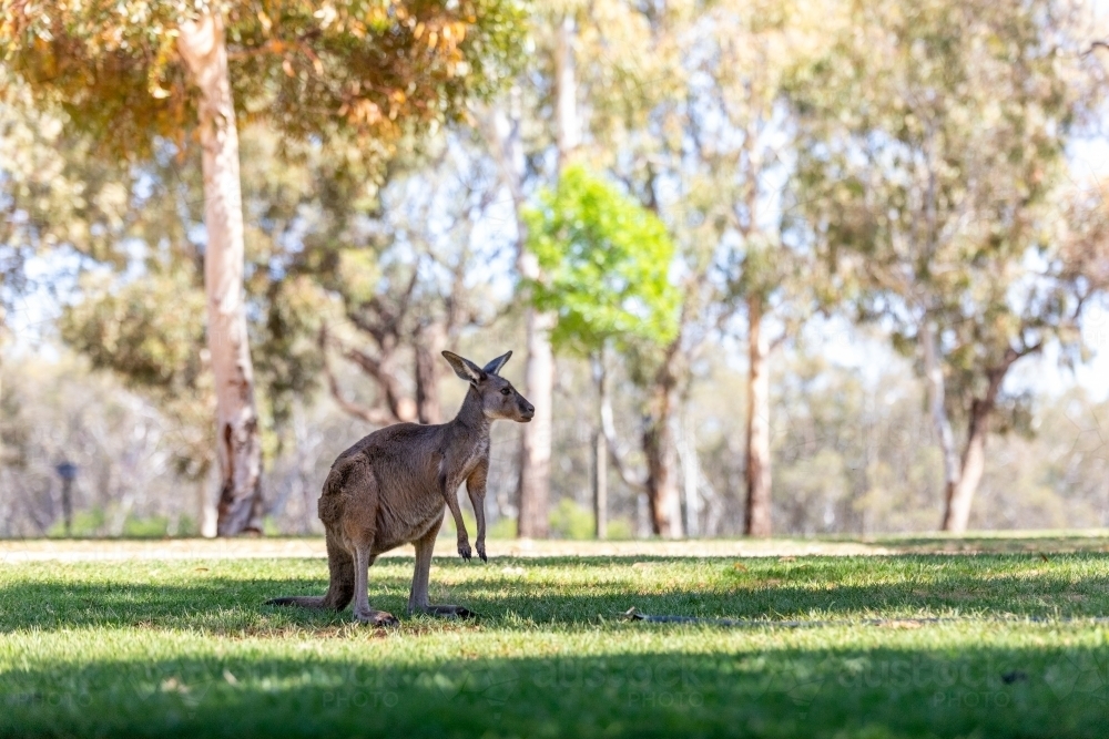 Kangaroo - Australian Stock Image