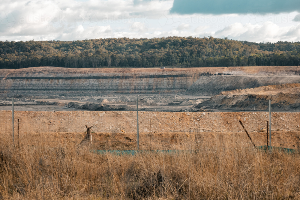 Image of Kangaroo behind boundary fence of open cut coal mine looking ...