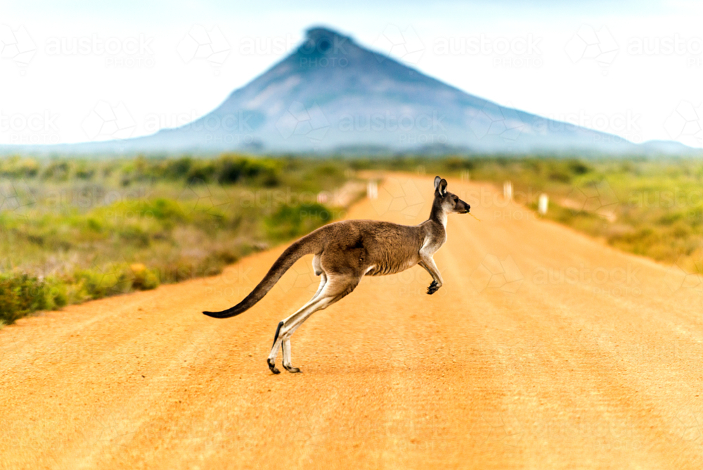 Kangaroo bounding across a red dirt road beneath a distant peak. - Australian Stock Image