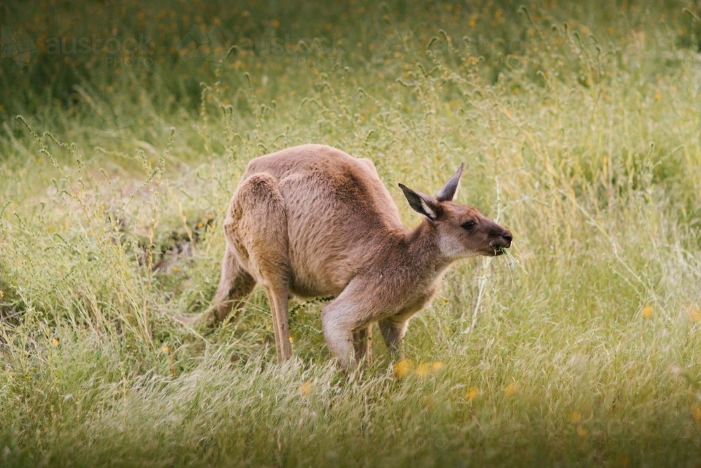 Kangaroo eating grass in the bush - Australian Stock Image