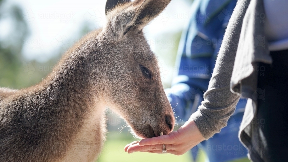 Kangaroo feeding out of hand - Australian Stock Image