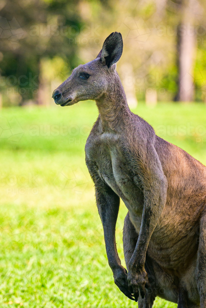 Kangaroo grazing vibrant green grass in the summer under tree shade on a golf course - Australian Stock Image