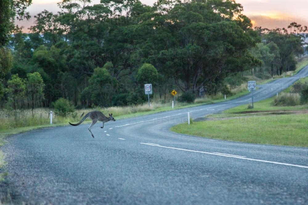 Kangaroo hopping across a road at dusk - Australian Stock Image