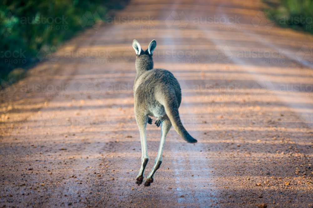 Kangaroo hopping down a rural dirt road - Australian Stock Image