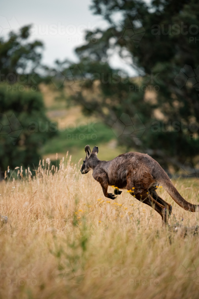 Kangaroo hopping in an open field landscape - Australian Stock Image