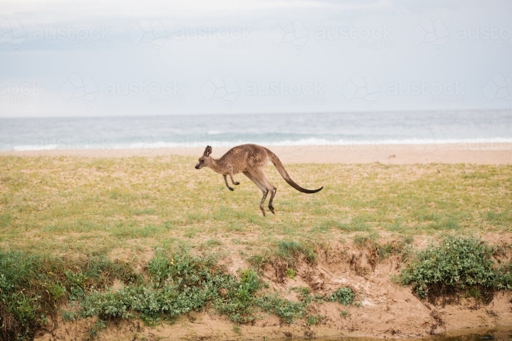 Kangaroo hopping near the beach - Australian Stock Image