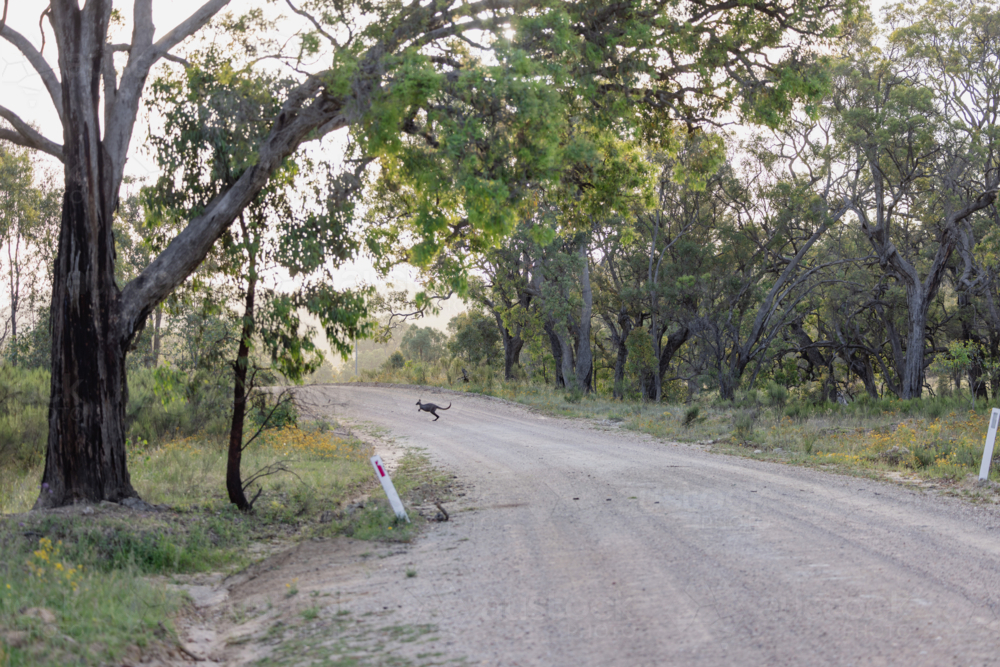 Kangaroo hopping on dirt road in serene Australian bush with eucalyptus trees - Australian Stock Image