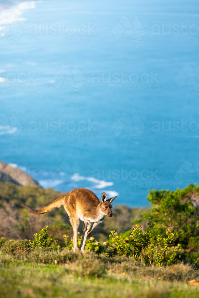 Kangaroo hopping on the coast overlooking ocean in Deep Creek, South Australia - Australian Stock Image