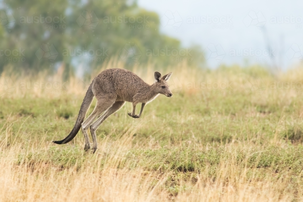 Kangaroo hopping through grass - Australian Stock Image