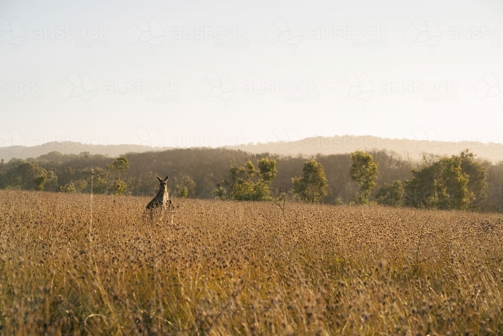 Kangaroo in a field - Australian Stock Image