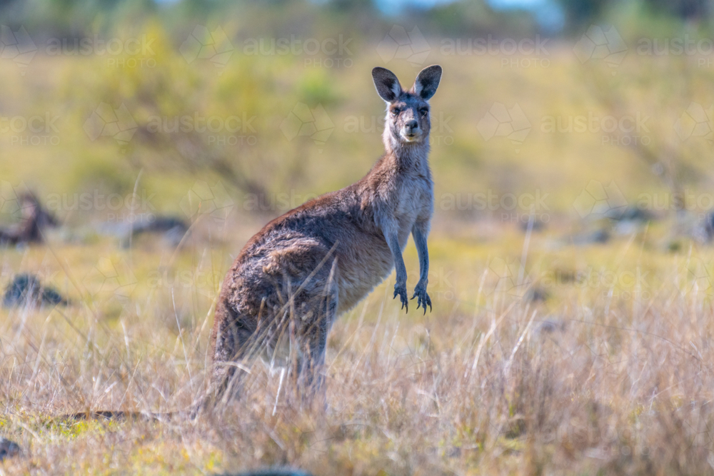 Kangaroo in a paddock in Emmaville, New South Wales - Australian Stock Image
