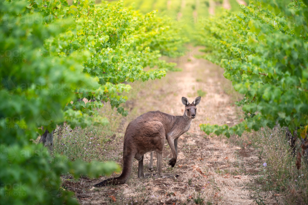 kangaroo in Adelaide Hills Vineyard - Australian Stock Image