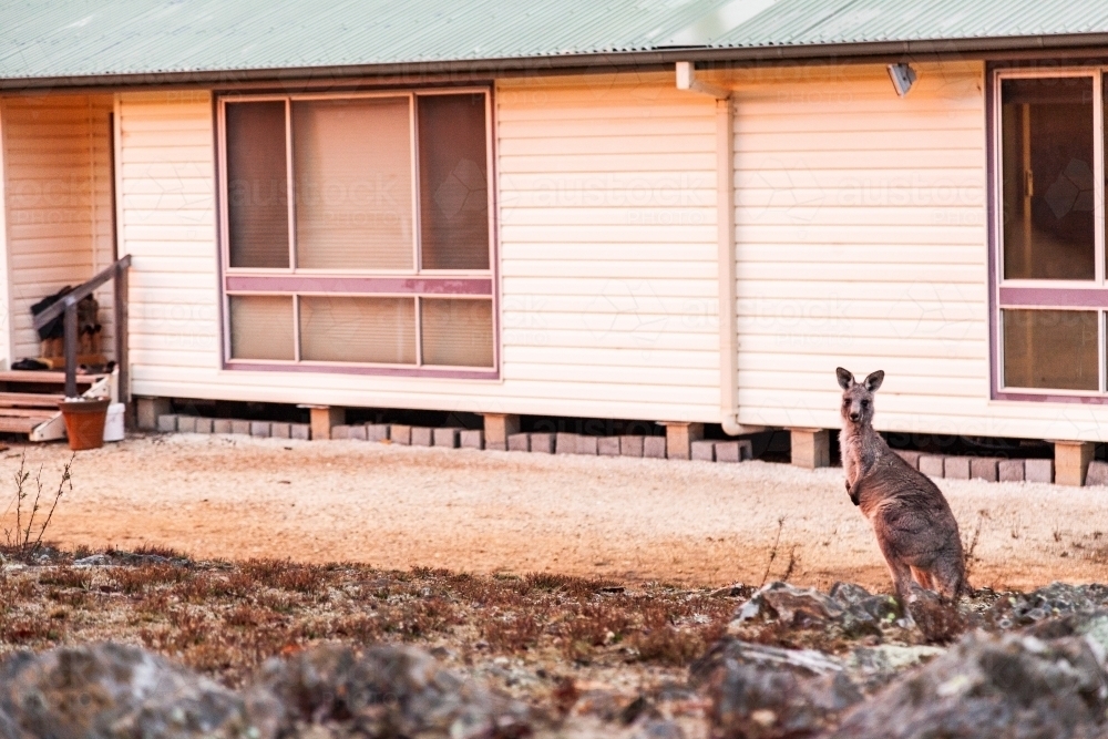 Kangaroo in backyard standing beside house on rural property - Australian Stock Image