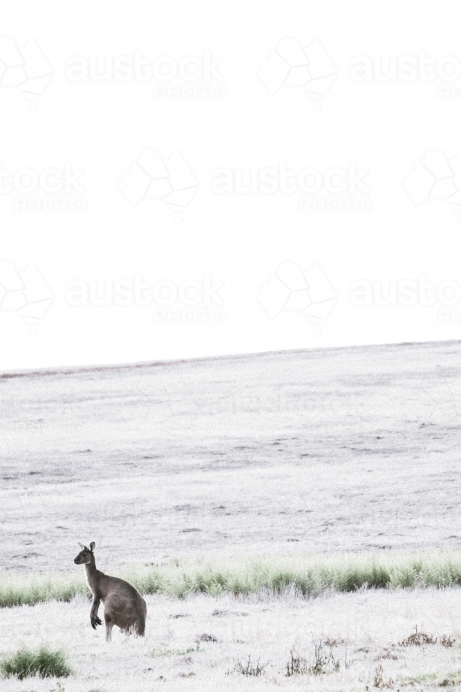 Kangaroo in foreground of open field - Australian Stock Image
