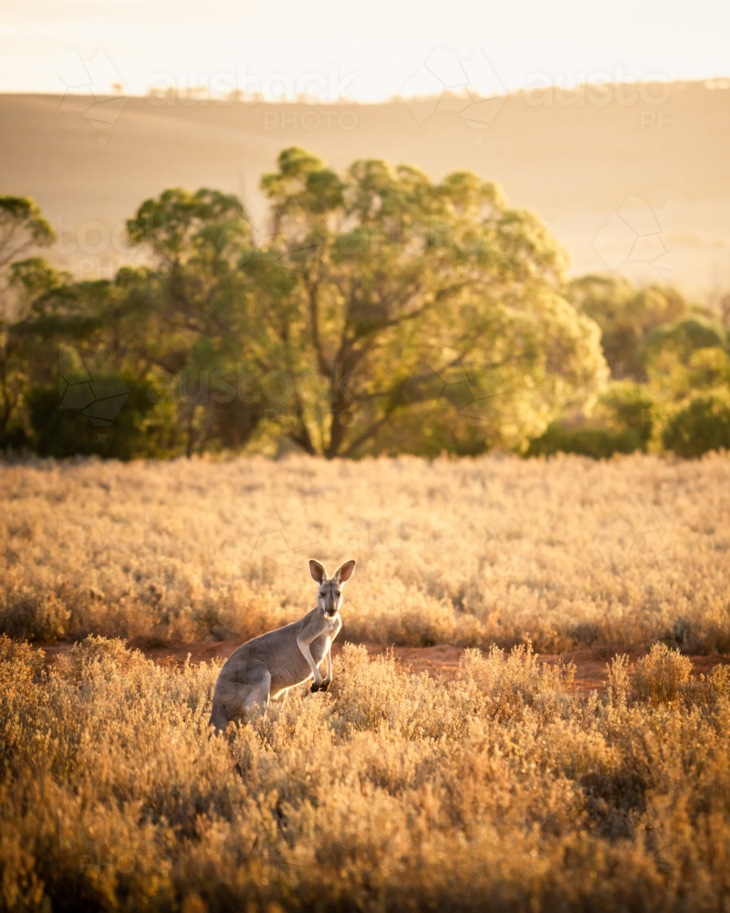 Kangaroo in South Australia - Australian Stock Image