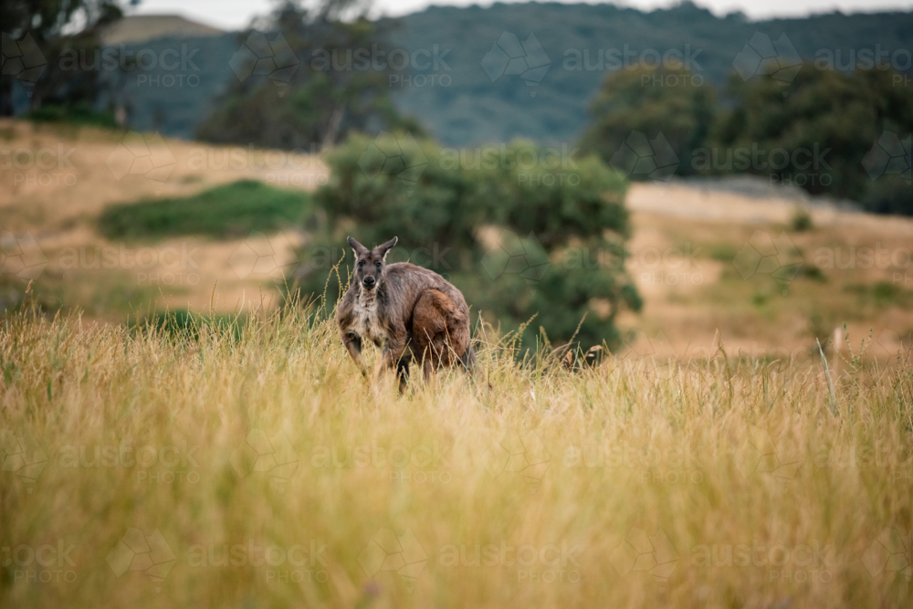 Kangaroo in tall grass in Australian landscape with hills in background - Australian Stock Image
