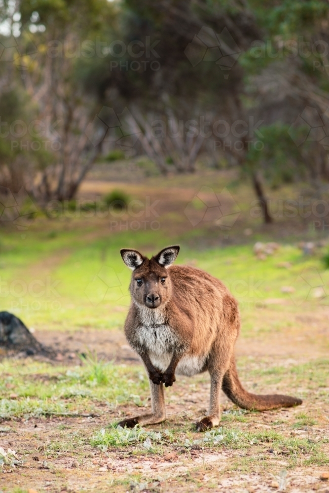 kangaroo island kangaroo - Australian Stock Image