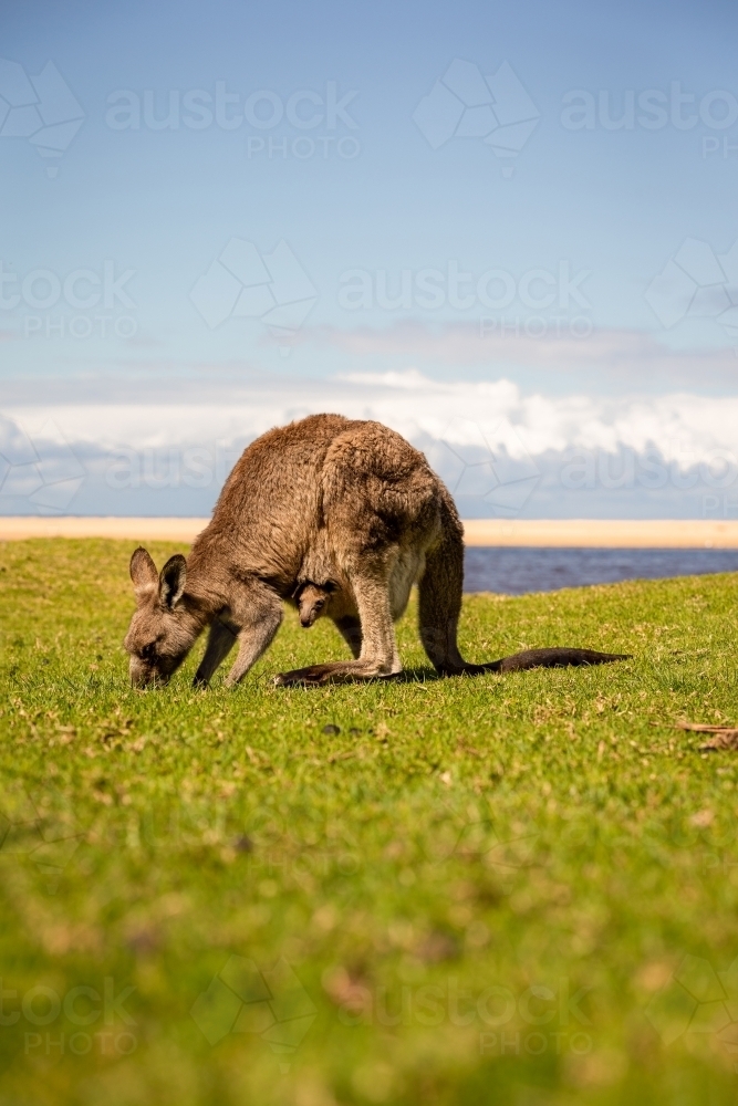Kangaroo & joey on grass with beach background - Australian Stock Image