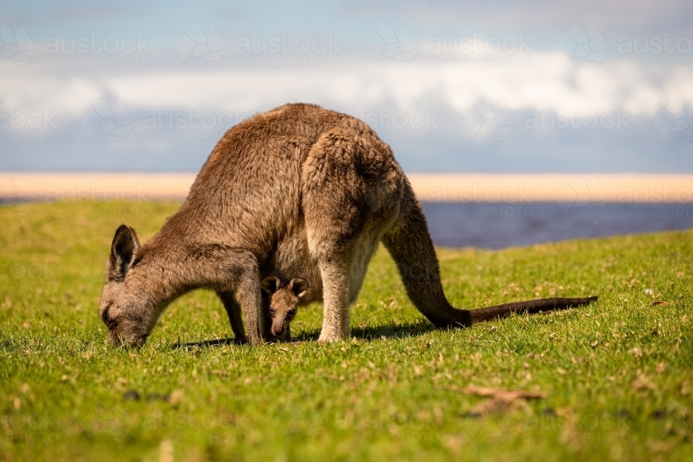 Kangaroo & joey on green grass with beach background - Australian Stock Image