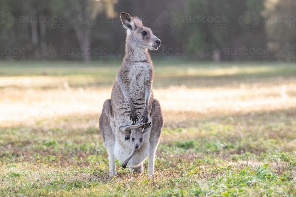 Kangaroo joey sitting in mother’s pouch in a yoga pose - Australian Stock Image