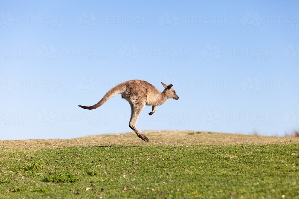 Kangaroo jump - Australian Stock Image