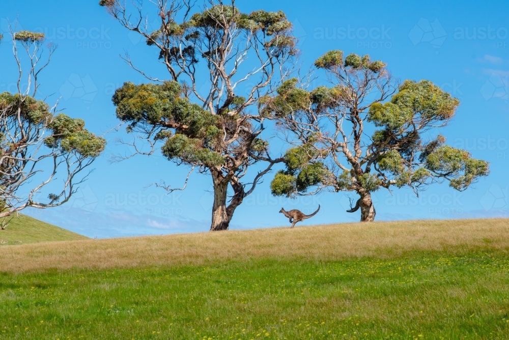 kangaroo jumping, with grass foreground and gum trees - Australian Stock Image