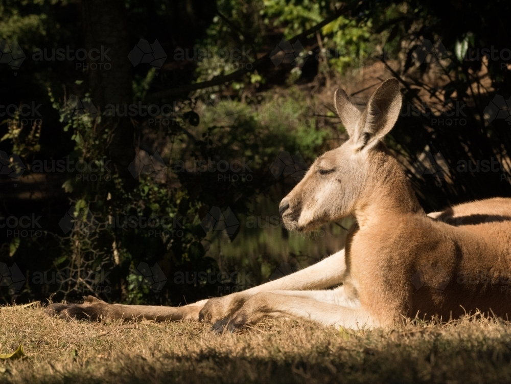 Kangaroo laying in the sun - Australian Stock Image