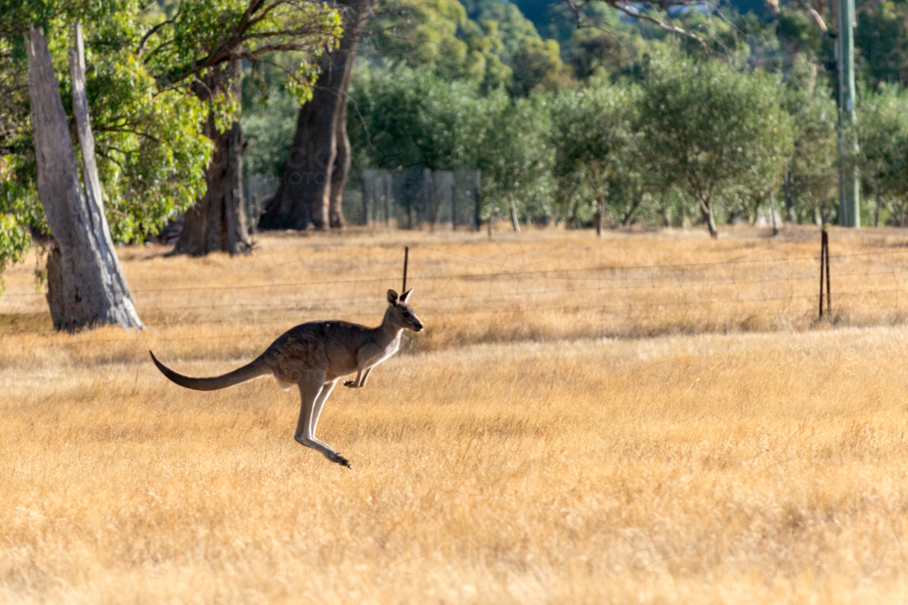 Kangaroo leaping through dry golden grass near scattered trees and distant farmland - Australian Stock Image