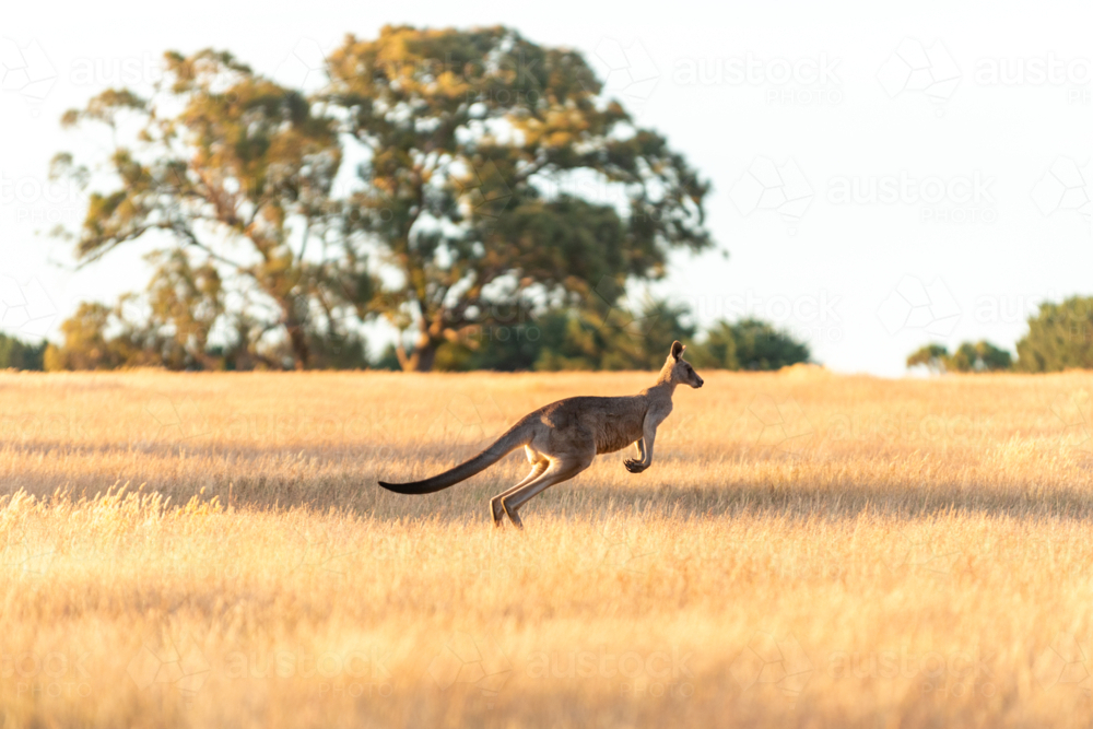 Kangaroo leaping through tall grass - Australian Stock Image