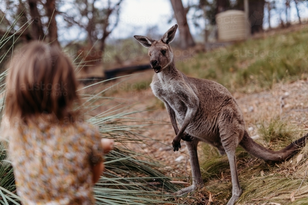 Kangaroo looking at boy - Australian Stock Image