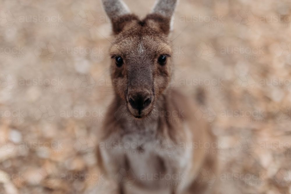 Kangaroo looking at the camera - Australian Stock Image