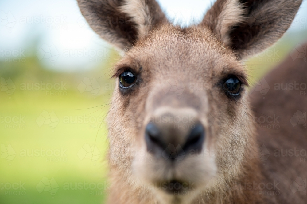 Kangaroo looking closely with curiosity - Australian Stock Image