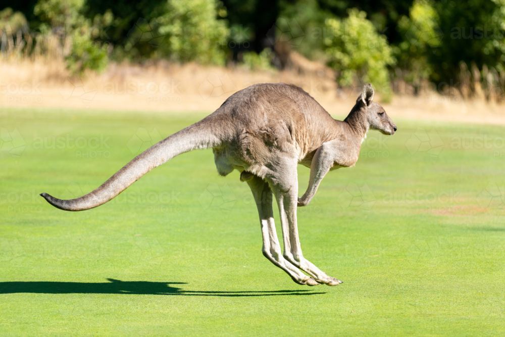 Kangaroo mid-leap across a lush golf green, tail stretched and shadow trailing beneath - Australian Stock Image