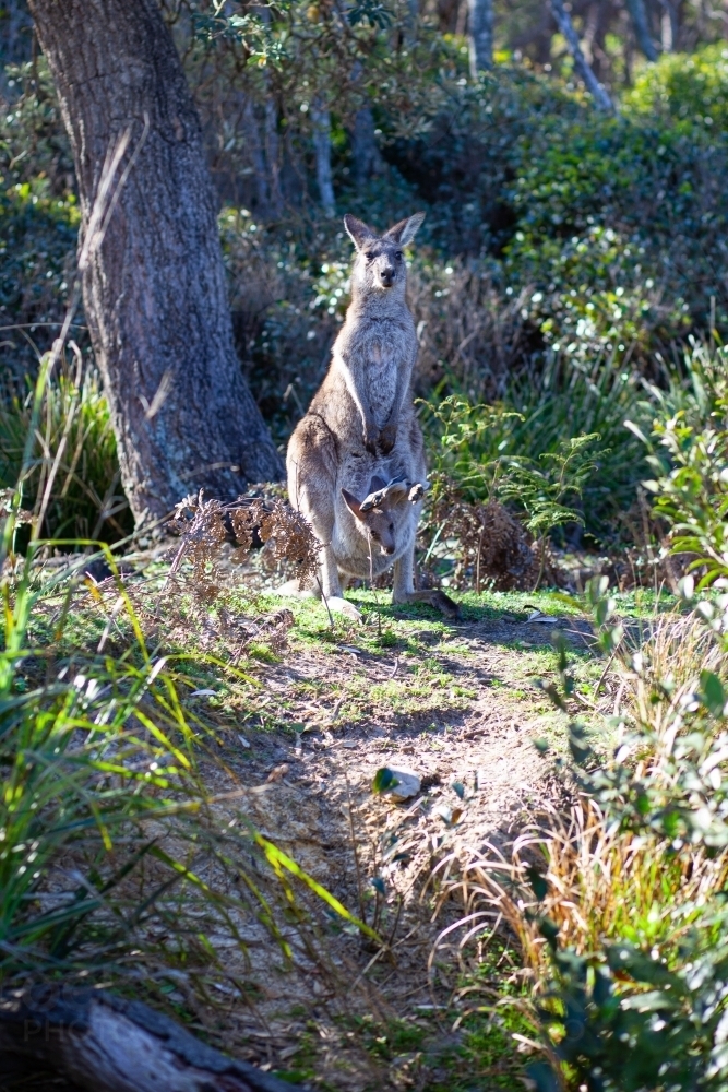 Kangaroo mum and joey - Australian Stock Image